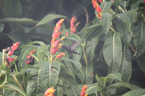 Colibri à Jamaican Colors