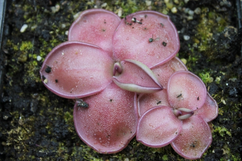 Pinguicula laueana (2).JPG