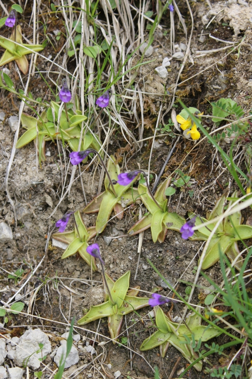 P vulgaris lac d'arvoin 2014.JPG