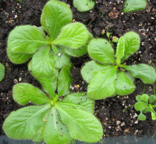 drosera schizandra 12.JPG