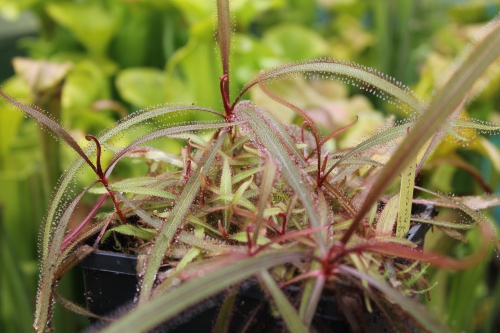 Drosera adelae (2).JPG