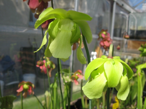 fleurs sarracenia leucophylla 'Schnell'ghost'.JPG