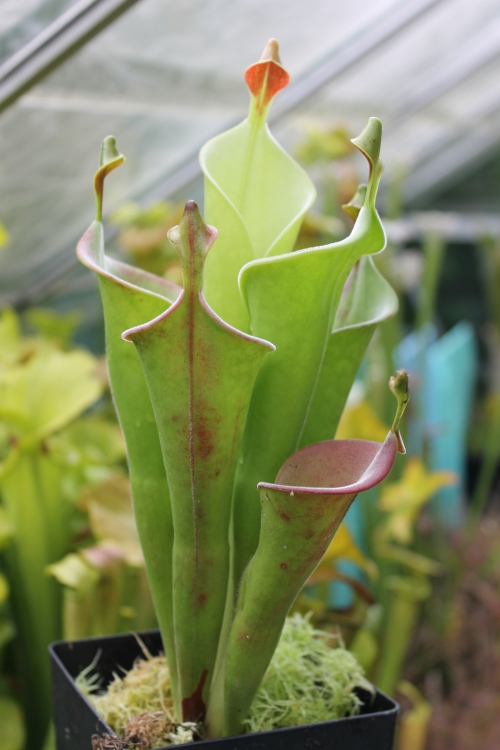 heliamphora tatei (1).JPG