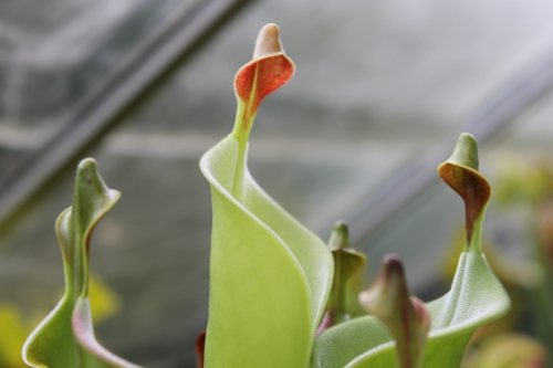 heliamphora tatei (2).JPG