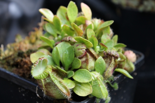 cephalotus follicularis (3).JPG