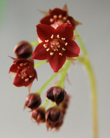 Drosera adelae fleurs.jpg