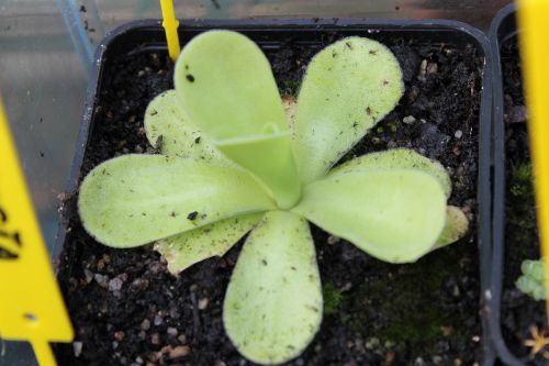 Pinguicula agnata