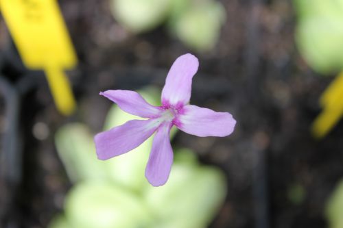 fleur de Pinguicula moranensis