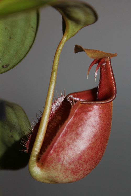 Nepenthes bicalcarata 