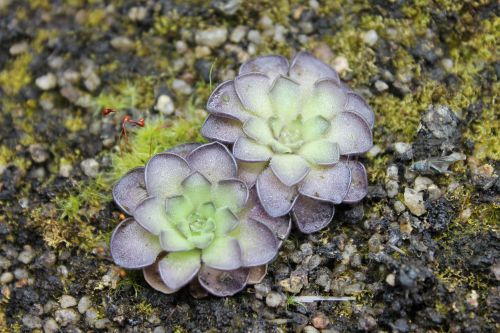 Pinguicula cyclosecta