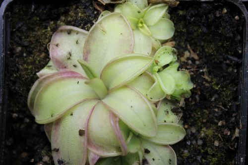 Pinguicula moranensis