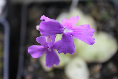 Pinguicula rectifolia