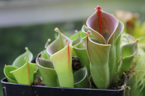 Heliamphora minor