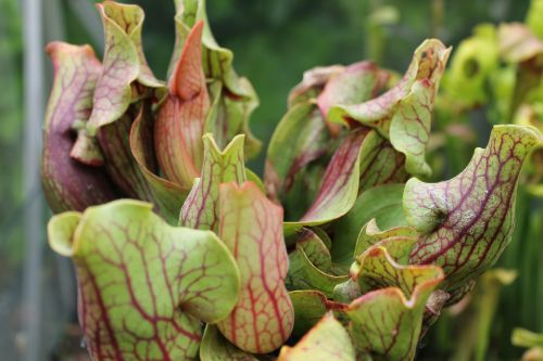 Sarracenia purpurea var. venosa f. montana