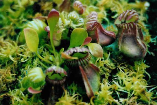 Cephalotus follicularis