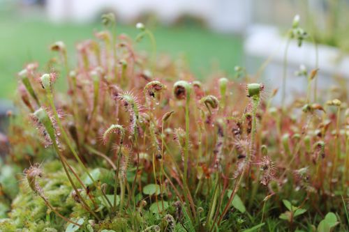 Drosera anglica