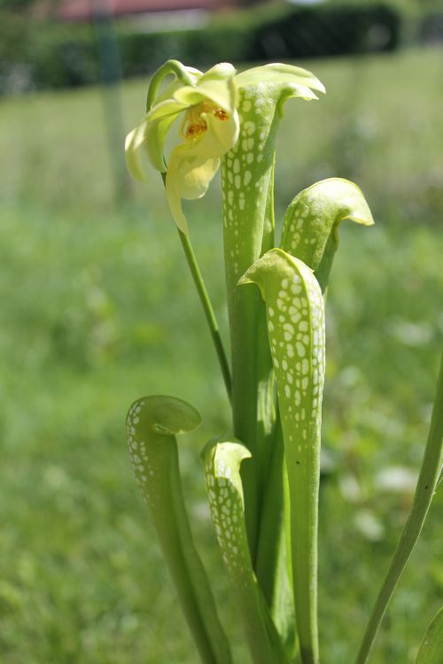 Sarracenia minor 