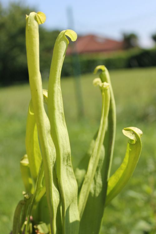 Sarracenia rubra ssp gulfensis f. luteoviridis