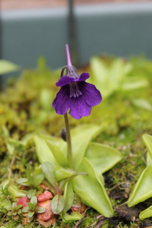 Pinguicula grandiflora