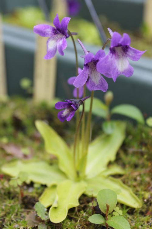 Pinguicula longifolia