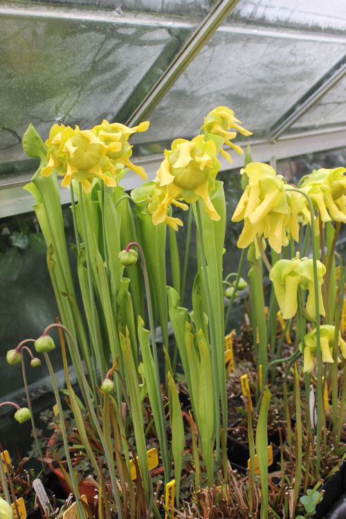 Sarracenia flava ssp flava