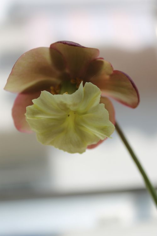 fleur de Sarracenia purpurea var. venosa 'Smurf'