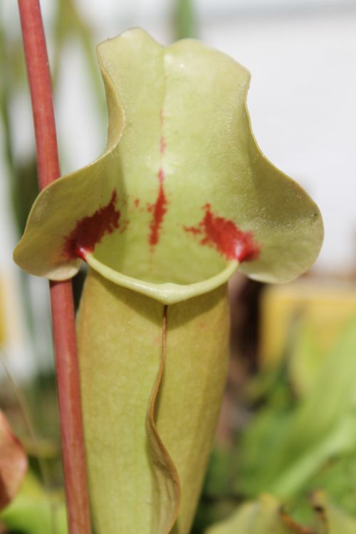 Sarracenia purpurea 'sorrow'