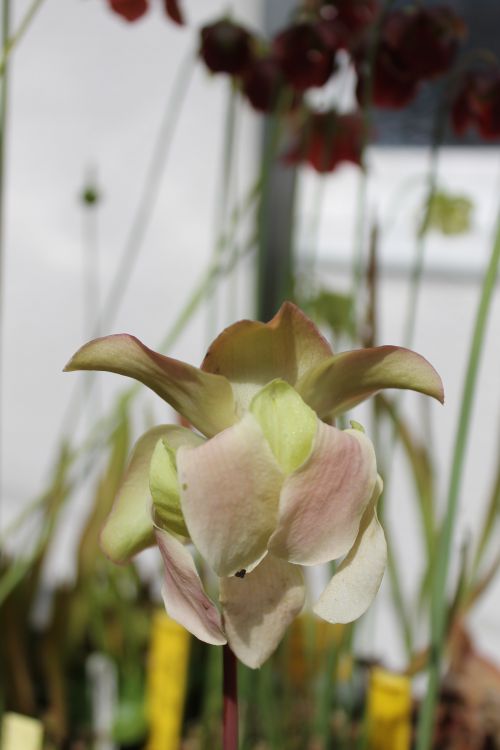 fleur de Sarracenia purpurea 'sorrow'