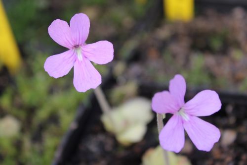 Pinguicula rectifolia