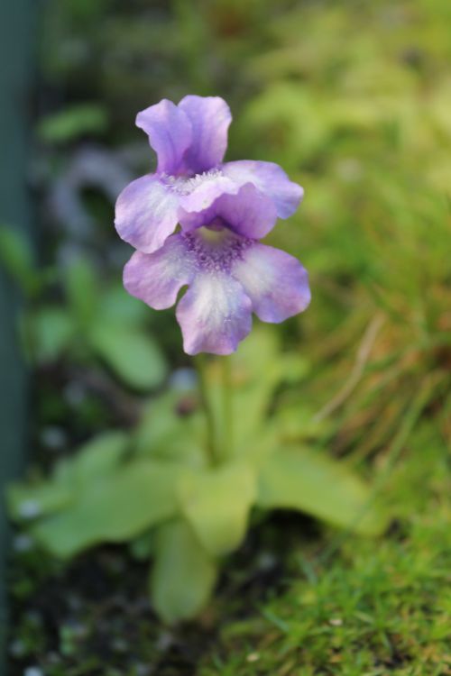 Pinguicula longifolia subsp. reichenbachiana