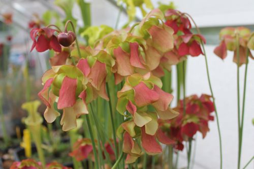 fleurs de différents Sarracenias rubra