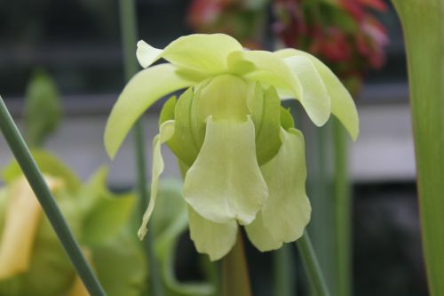 fleur de Sarracenia leucophylla 'alba'