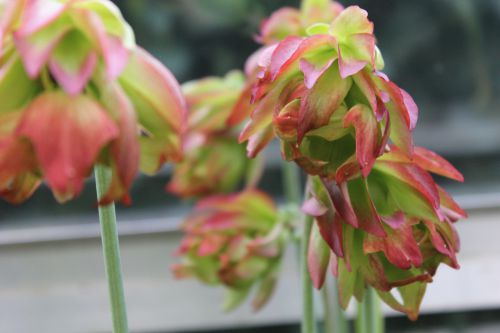 fleurs Sarracenia 'tarnok'