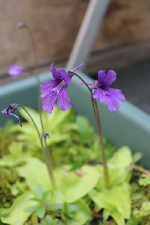 Pinguicula grandiflora