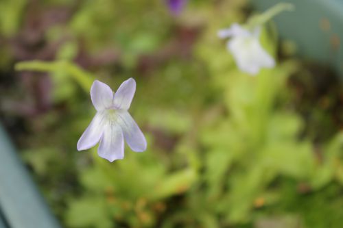 Pinguicula vallisneriifolia