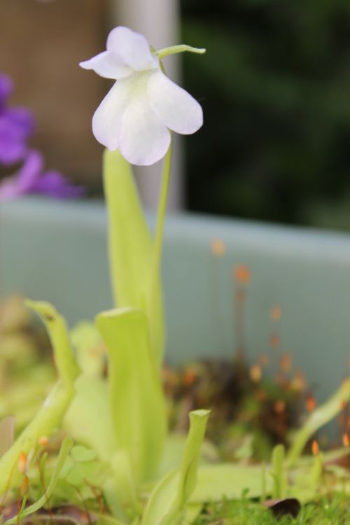 Pinguicula vallisneriifolia