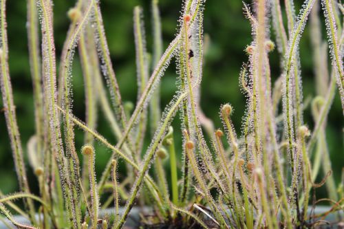 Drosera filiformis