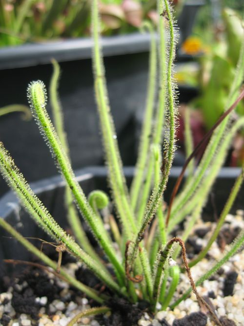 Drosera filiformis var. tracyi