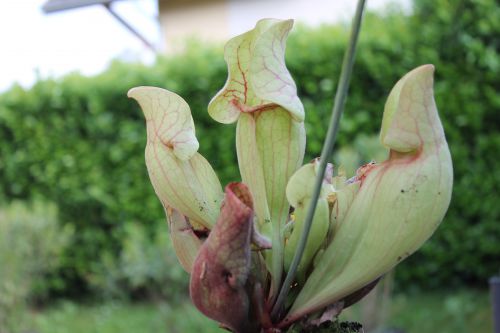 Sarracenia purpurea ssp venosa var. burkei