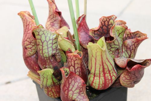 Sarracenia purpurea ssp venosa var. montana