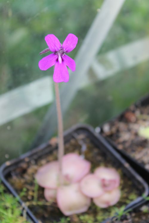 Pinguicula moranensis var. mexicana