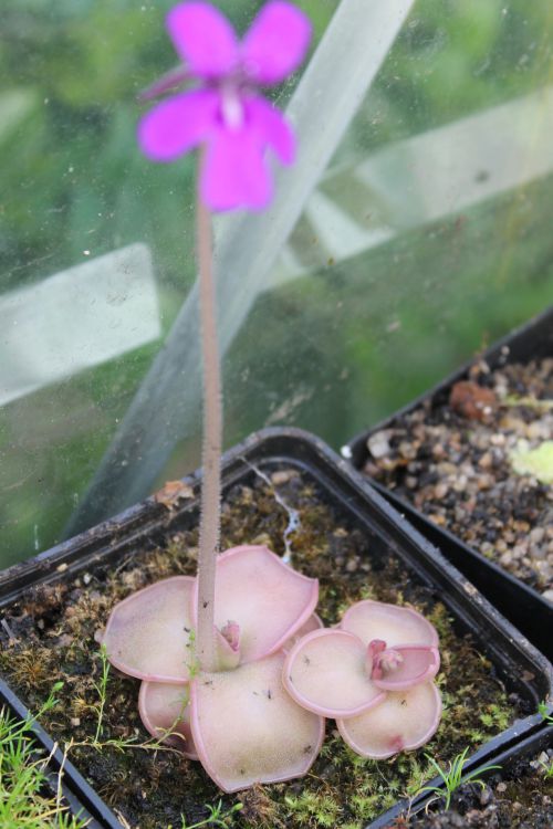 Pinguicula moranensis var. mexicana