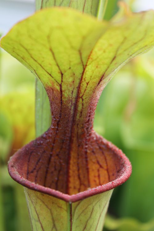 Sarracenia oreophila Sand Mt. Georgia