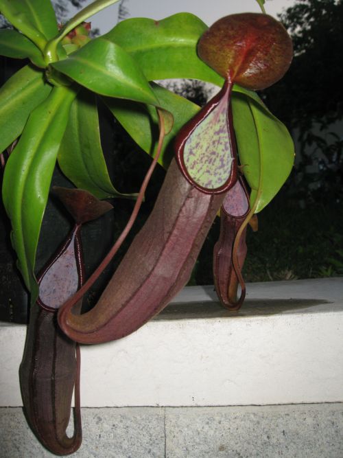 Nepenthes sanguinea Black beauty