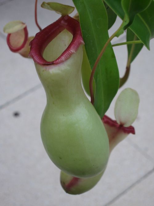 Nepenthes ventricosa