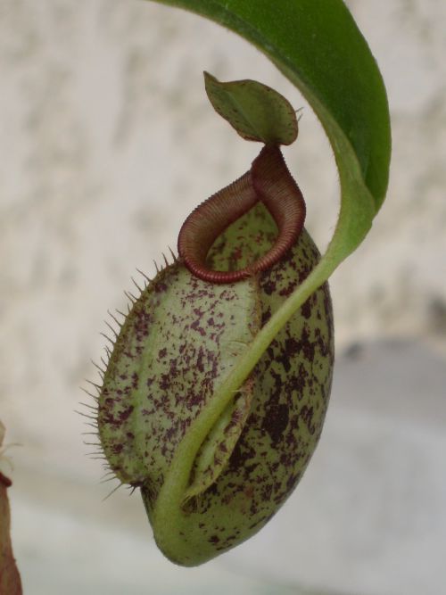 nepenthes x hookeriana