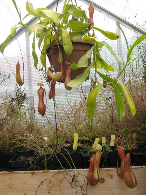 Nepenthes x Ventrata