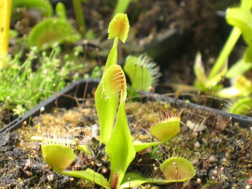 Dionaea ' Cup Trap'