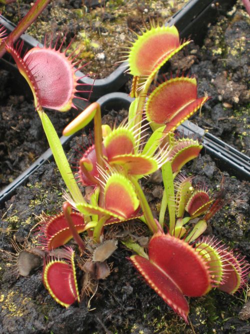 Dionaea '1979'