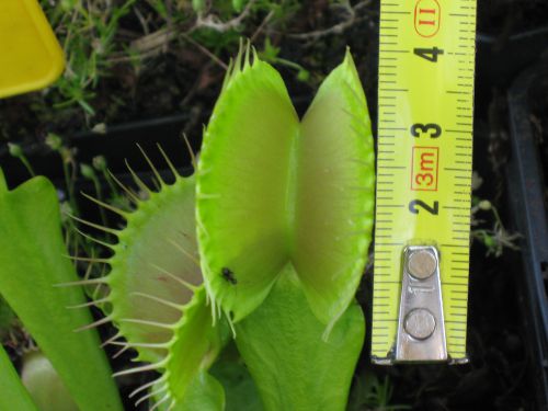 Dionaea 'B52 '